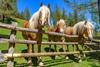 Il cavallo Haflinger