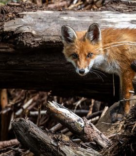 artenvielfalt-3b-tv-jenesien-michael-guggenberg